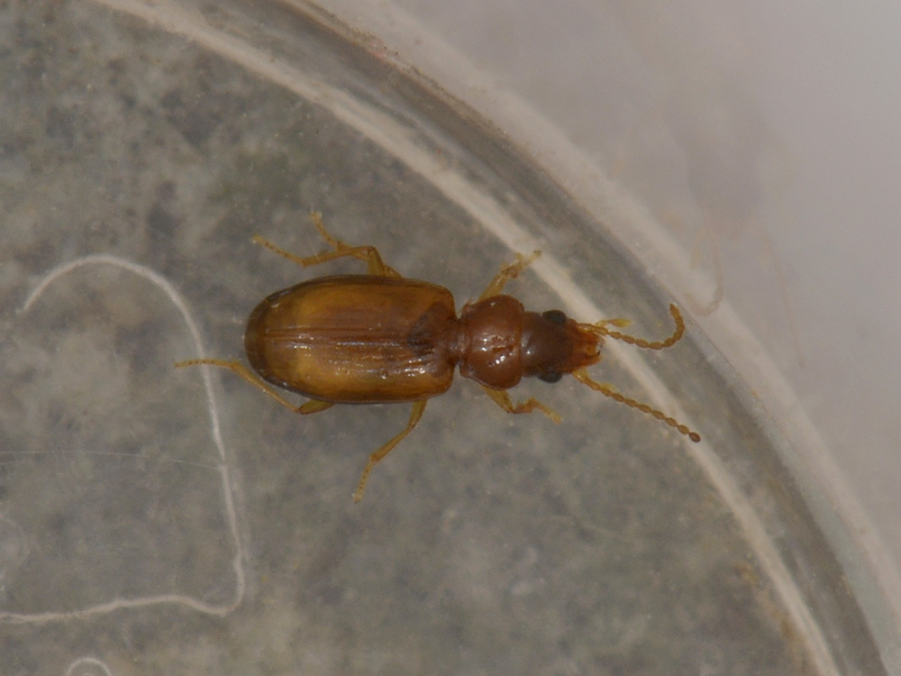 Paratachys micros (cf.)